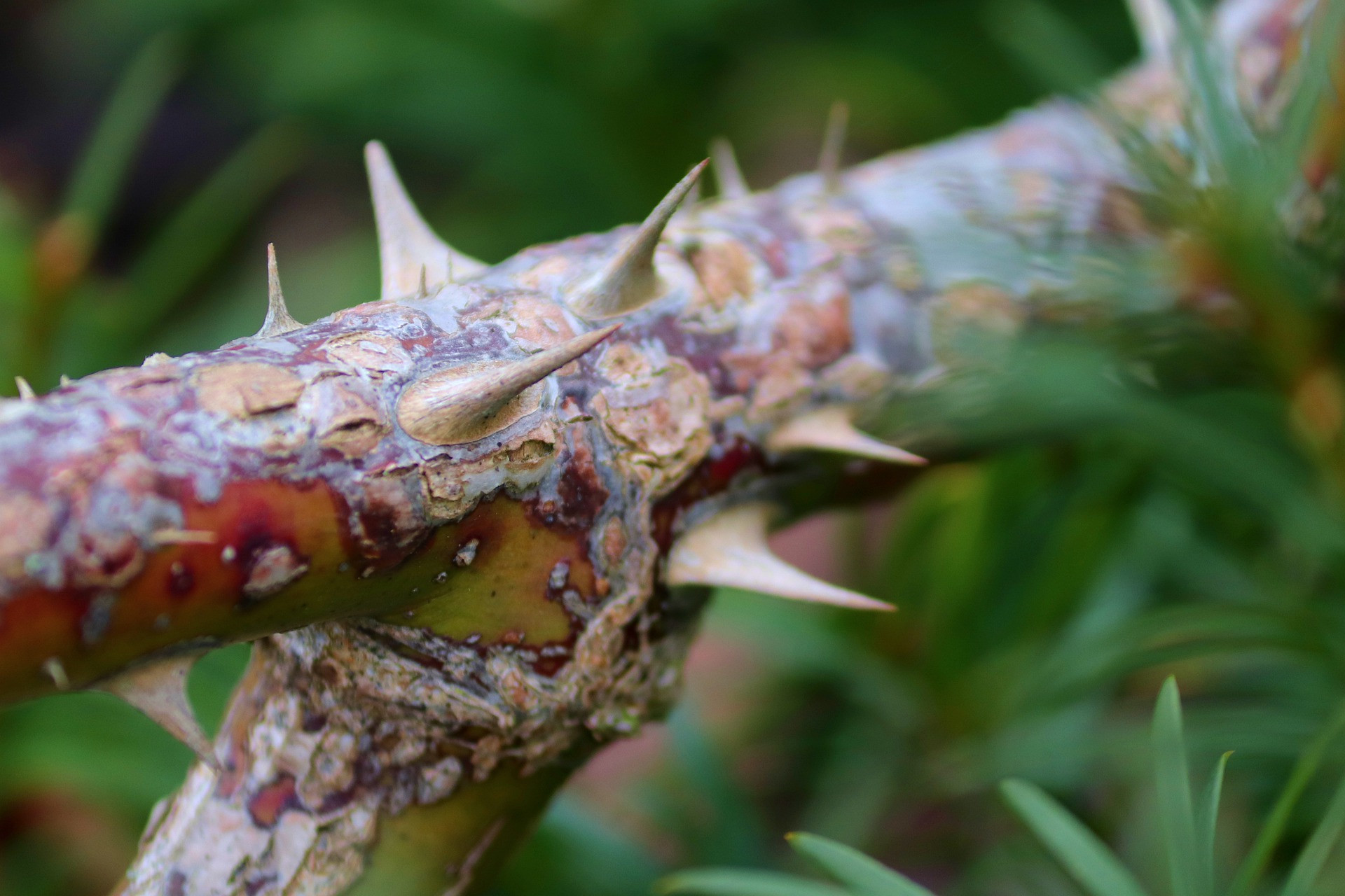 Living with SCI Pain Spinal Cord Injury Canada Lésions